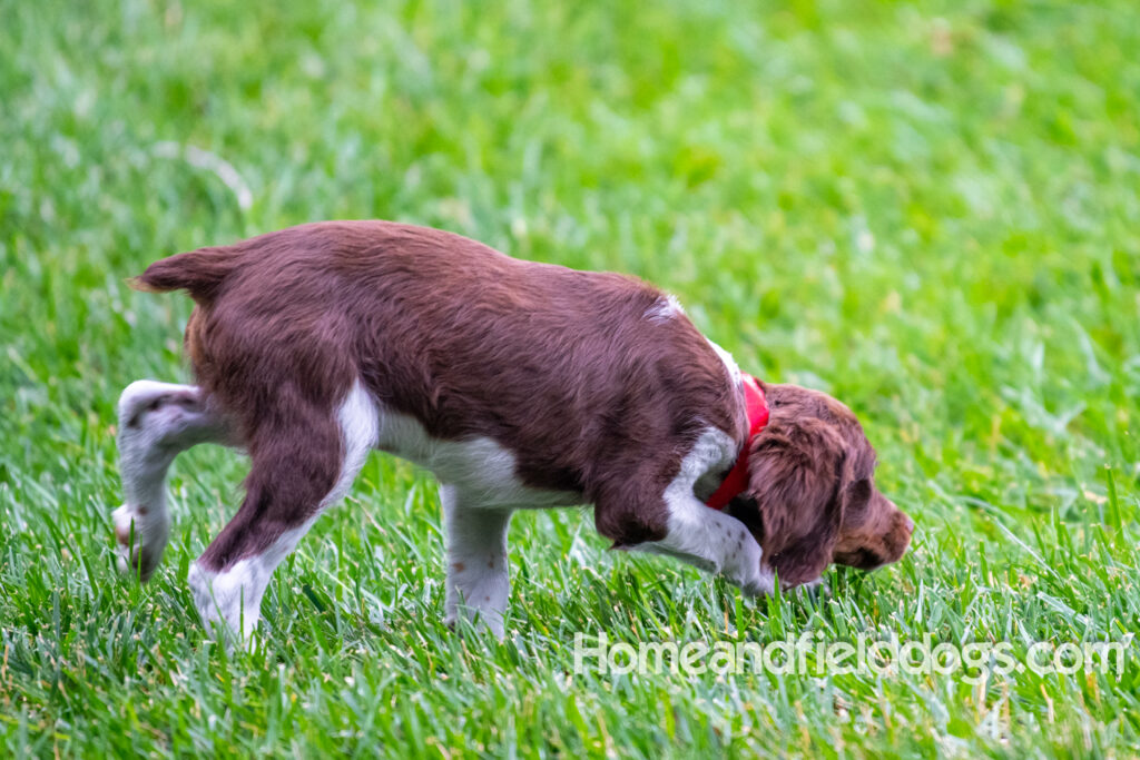 Pictures of a beautiful young Liver tricolor french brittany puppy playing in the grass