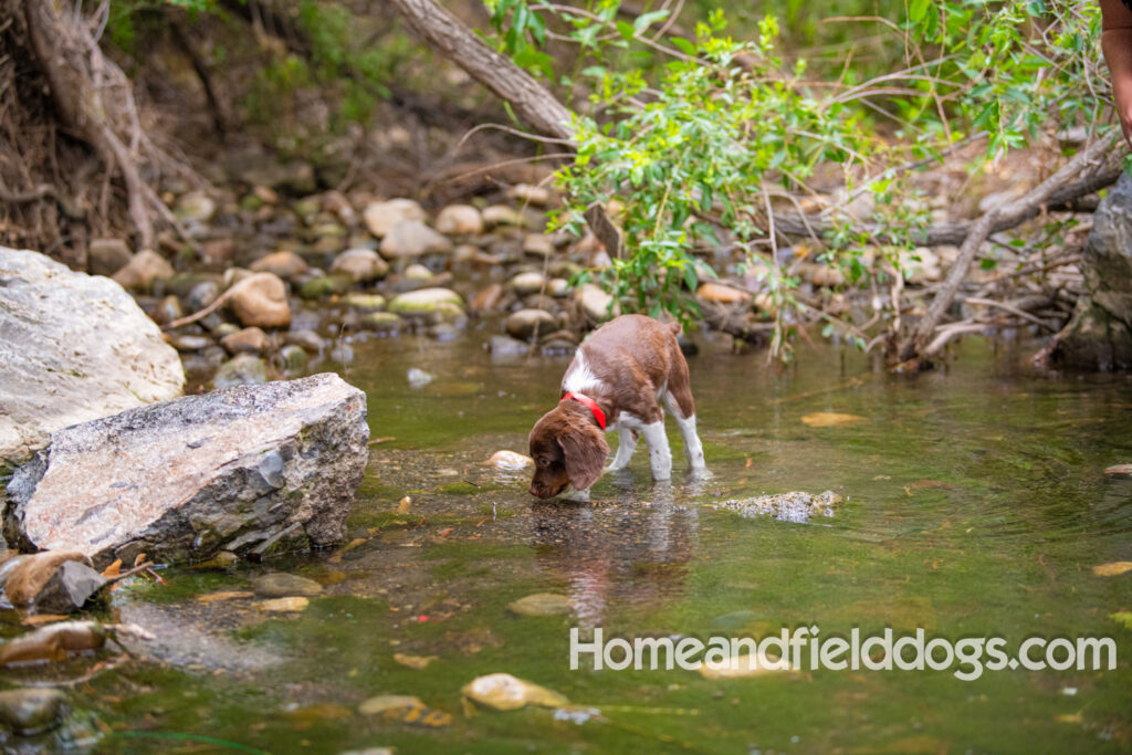 A young french brittany hunting dog playing in the river