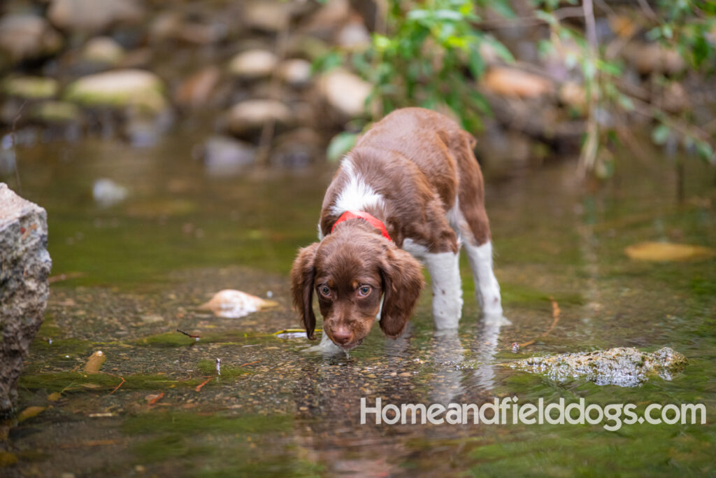 A young french brittany hunting dog playing in the river