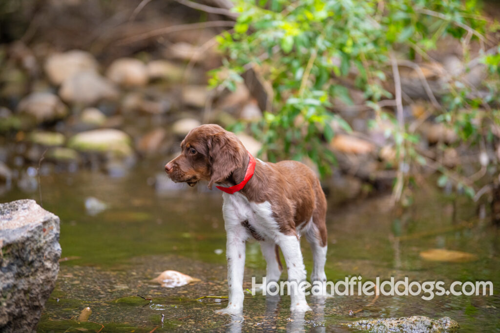 A young french brittany hunting dog playing in the river