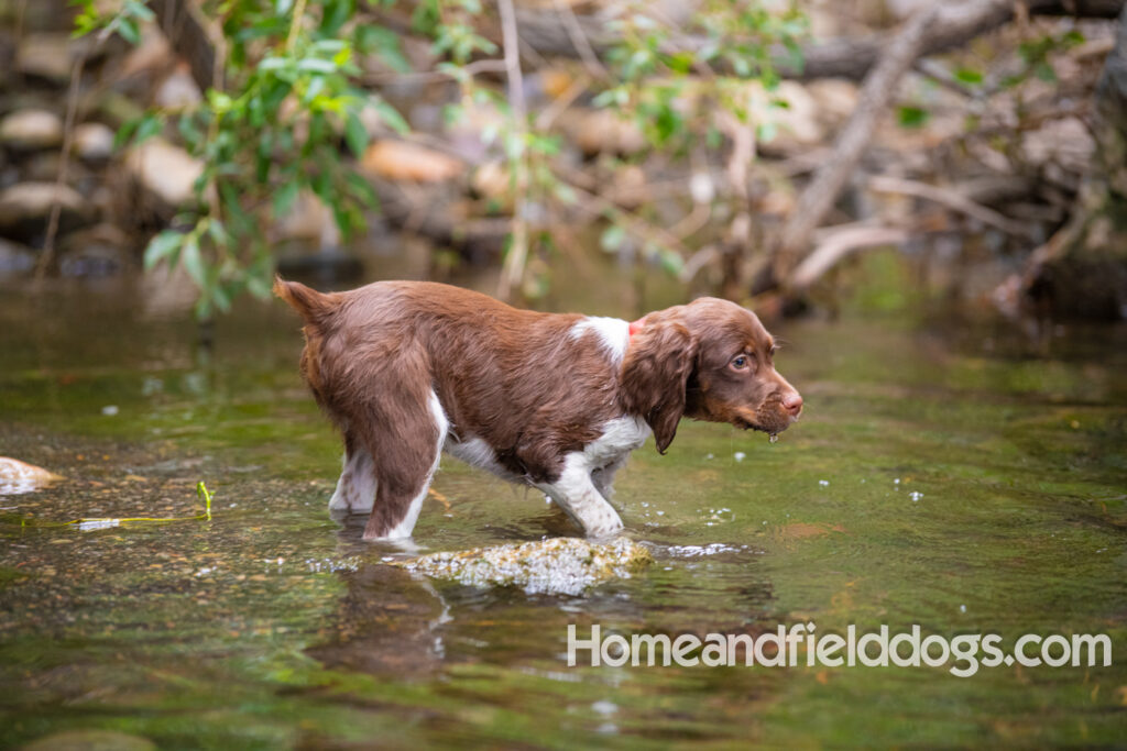 A young french brittany hunting dog playing in the river