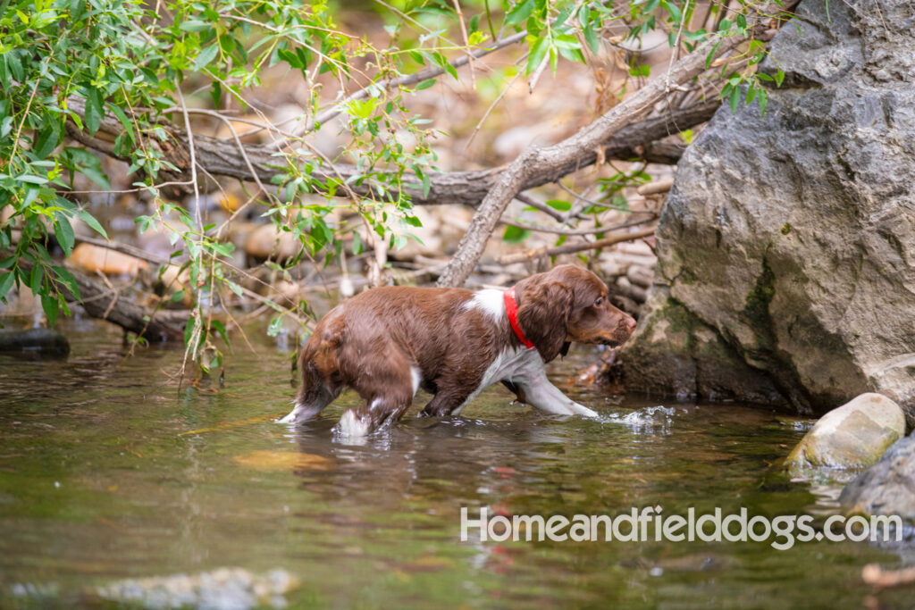 A young french brittany hunting dog playing in the river