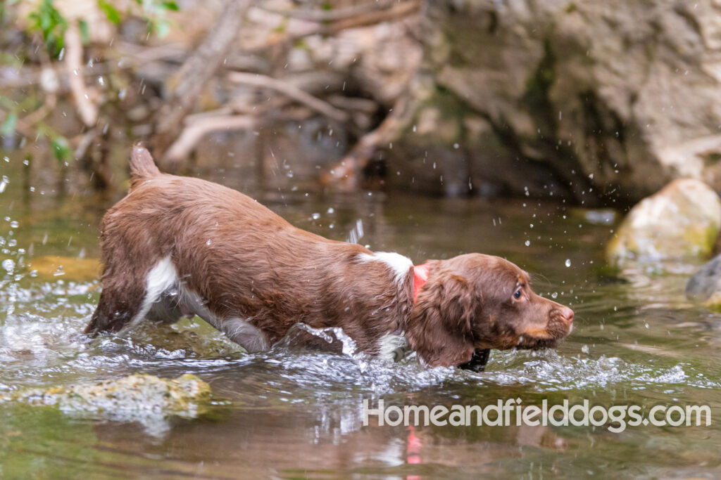 A young french brittany hunting dog playing in the river