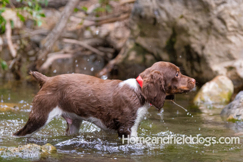 A young french brittany hunting dog playing in the river