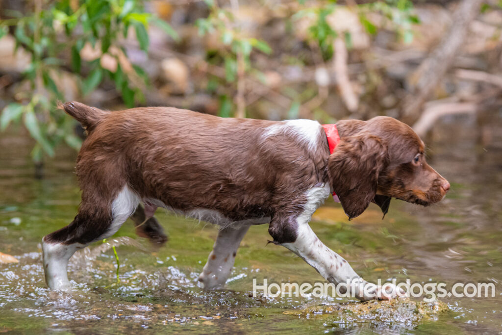 A young french brittany hunting dog playing in the river