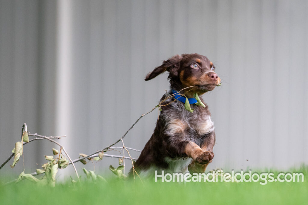 Pictures of adorable French Brittany puppies running in a field