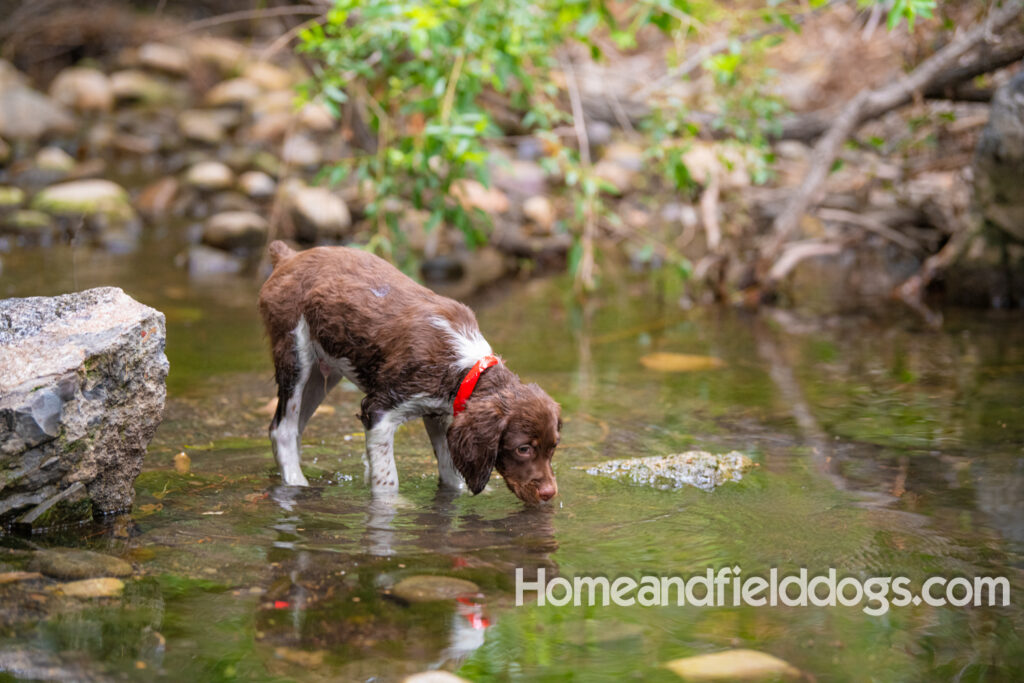 A young french brittany hunting dog playing in the river