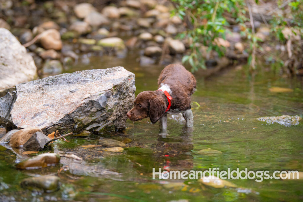 A young french brittany hunting dog playing in the river