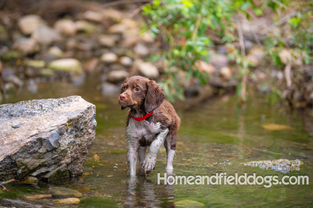 A young french brittany hunting dog playing in the river