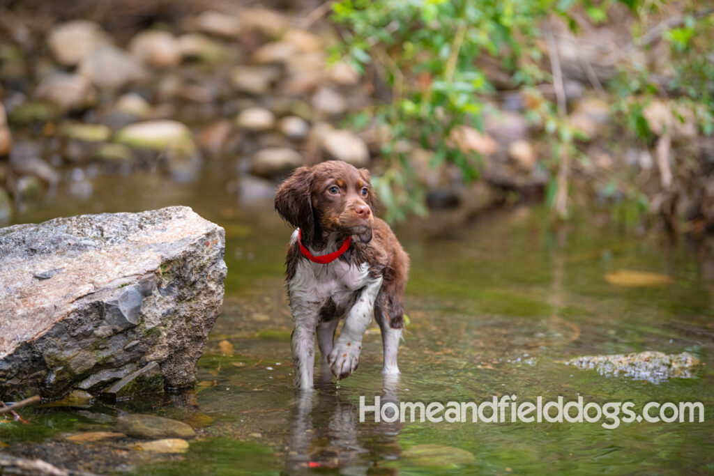 A young french brittany hunting dog playing in the river