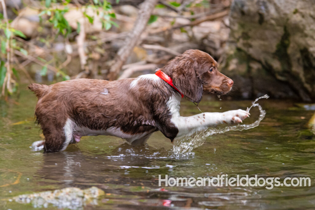 A young french brittany hunting dog playing in the river