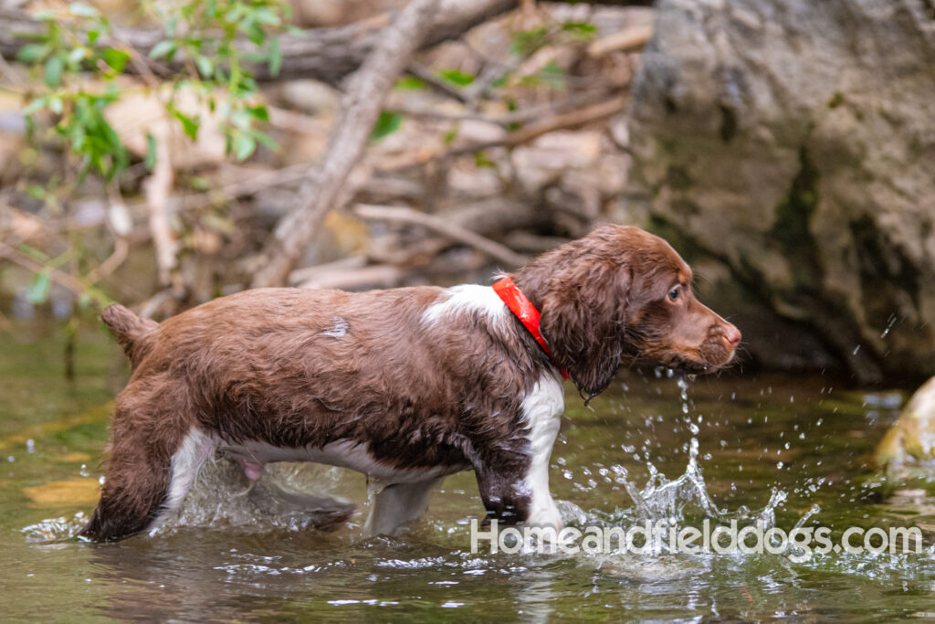 A young french brittany hunting dog playing in the river