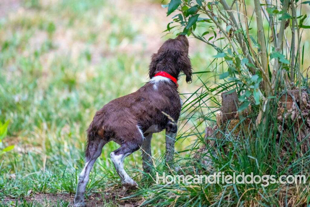 A young french brittany hunting dog playing in the river