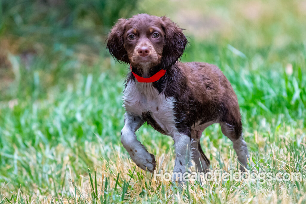 A young french brittany hunting dog playing in the river