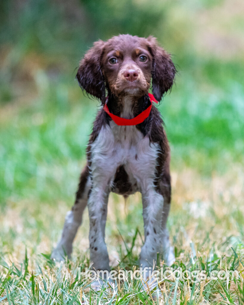 A young french brittany hunting dog playing in the river