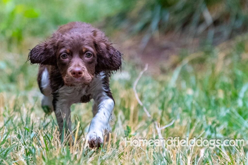 A young french brittany hunting dog playing in the river