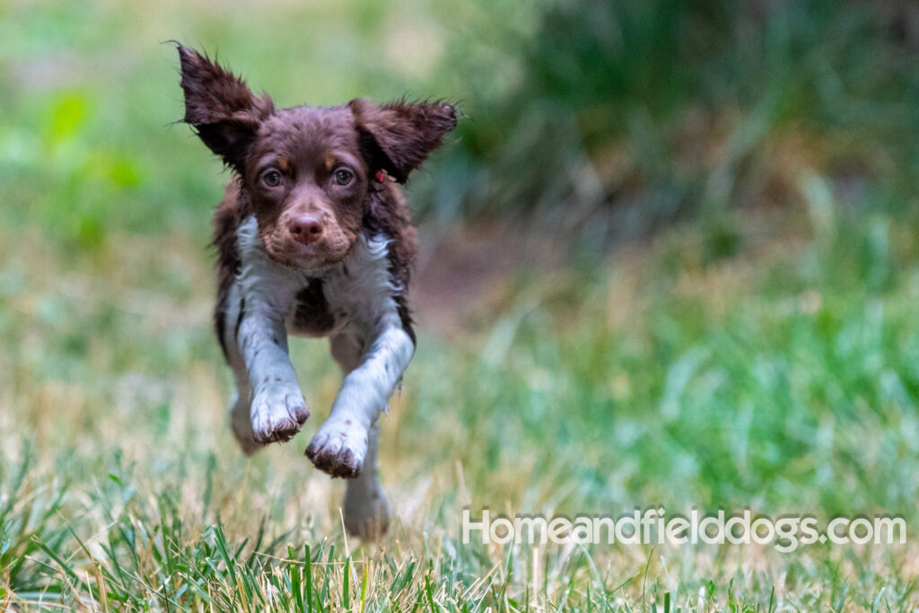 A young french brittany hunting dog playing in the river