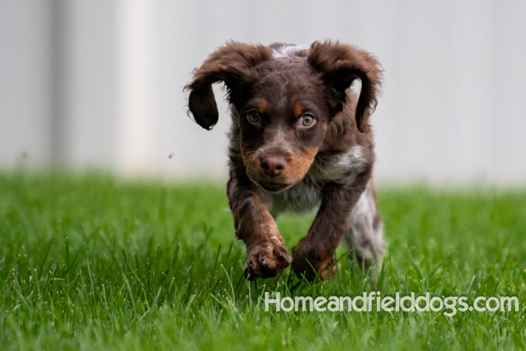 Pictures of adorable French Brittany puppies running in a field