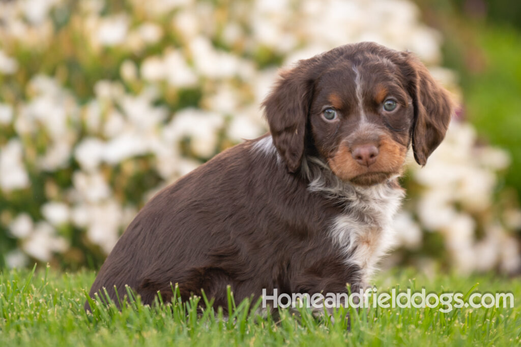 Adorable French Brittany puppies for sale posed in front of flowers