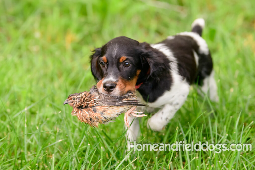 French Brittany puppies for sale retrieving quail