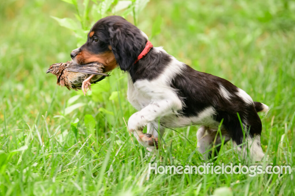 French Brittany puppies for sale retrieving quail