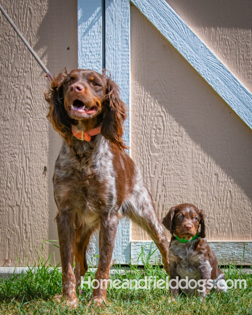 Father and Son French Brittany Spaniels pose for a picture in front of the barn