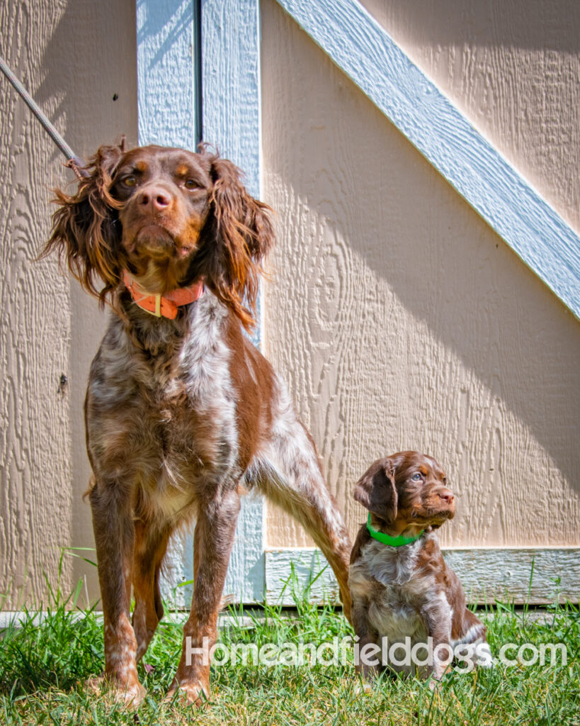 Father and Son French Brittany Spaniels pose for a picture in front of the barn