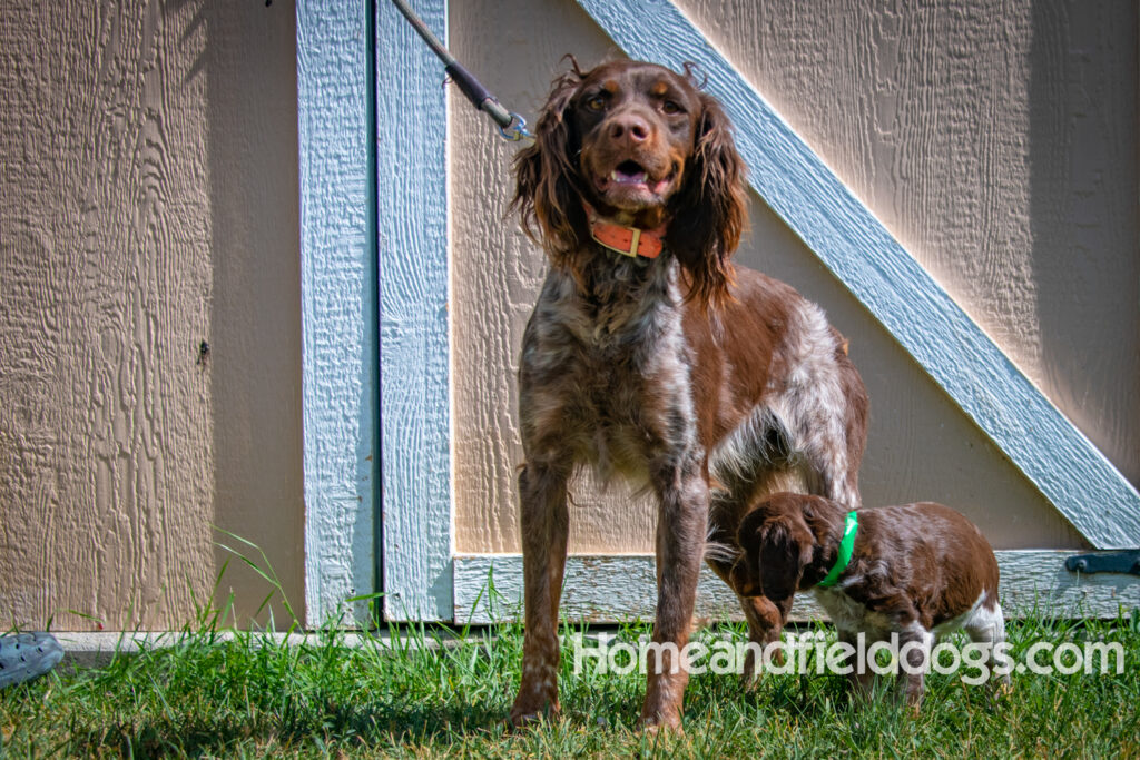 Father and Son French Brittany Spaniels pose for a picture in front of the barn