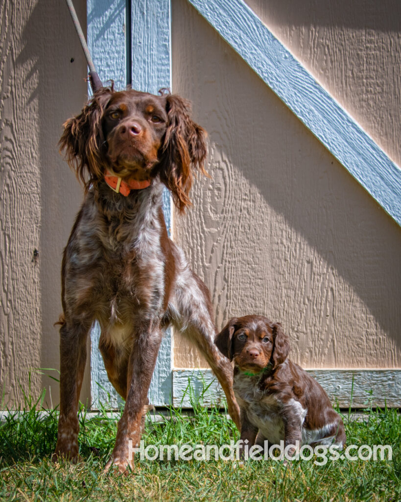 Father and Son French Brittany Spaniels pose for a picture in front of the barn