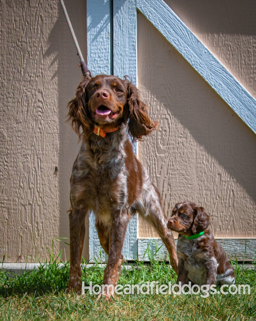 Father and Son French Brittany Spaniels pose for a picture in front of the barn