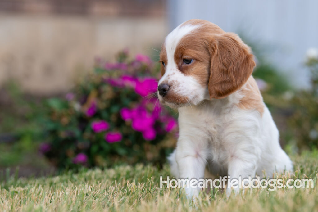 Pictures of adorable French Brittany puppies in front of the flowers