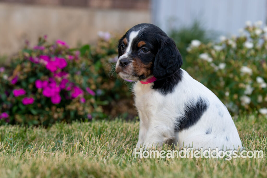 Pictures of adorable French Brittany puppies in front of the flowers