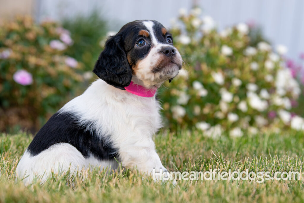 Pictures of adorable French Brittany puppies in front of the flowers