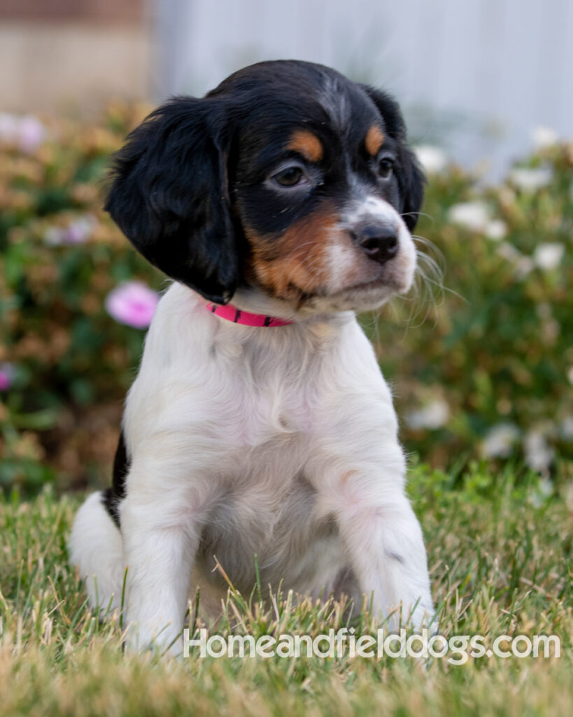 Pictures of adorable French Brittany puppies in front of the flowers