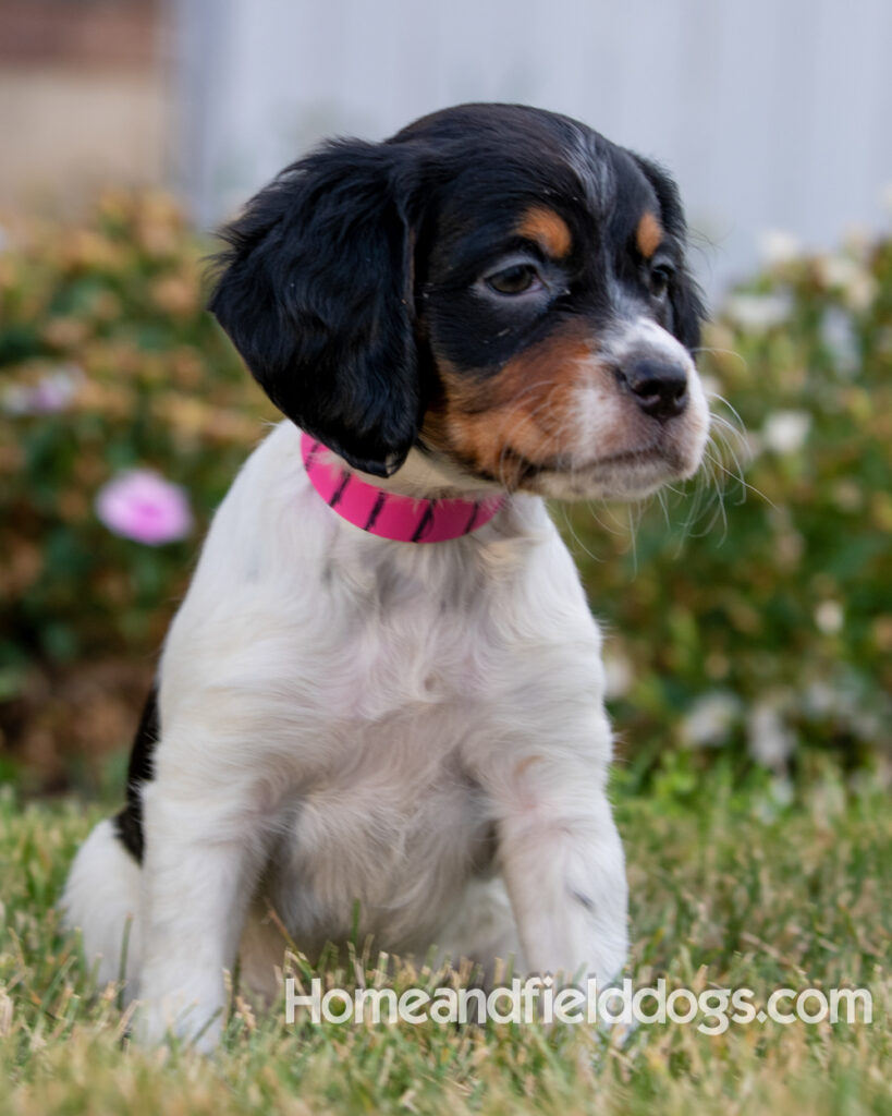 Pictures of adorable French Brittany puppies in front of the flowers