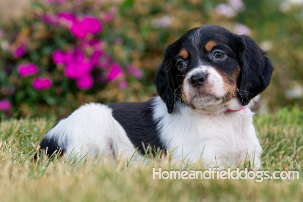 Pictures of adorable French Brittany puppies in front of the flowers