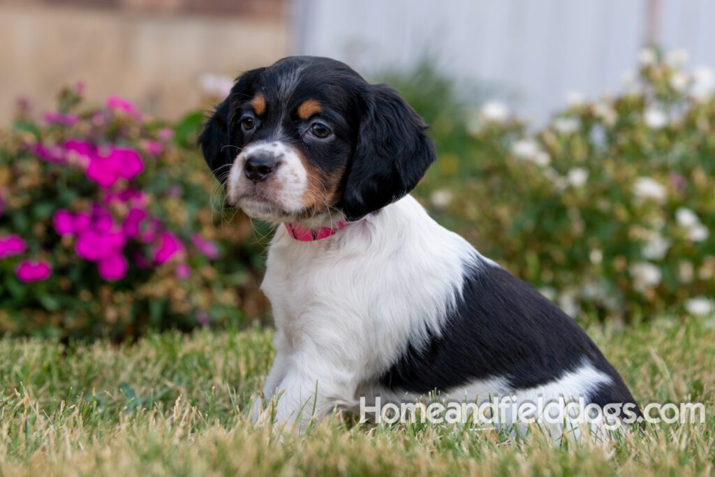 Pictures of adorable French Brittany puppies in front of the flowers