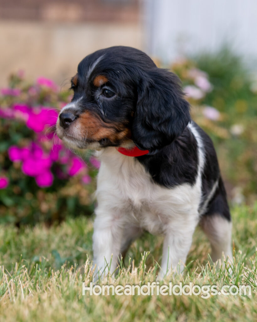 Pictures of adorable French Brittany puppies in front of the flowers