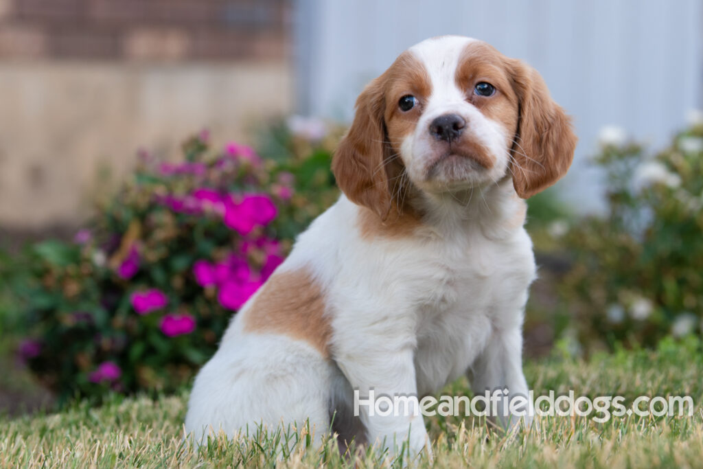 Pictures of adorable French Brittany puppies in front of the flowers