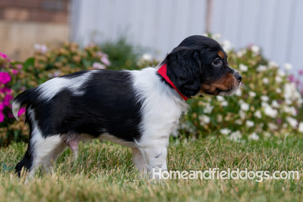 Pictures of adorable French Brittany puppies in front of the flowers