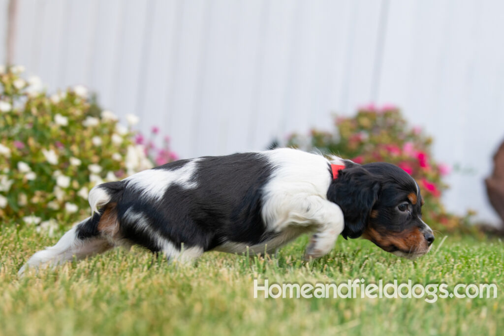 Pictures of adorable French Brittany puppies in front of the flowers