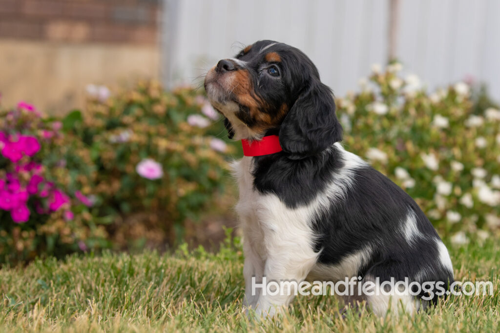 Pictures of adorable French Brittany puppies in front of the flowers