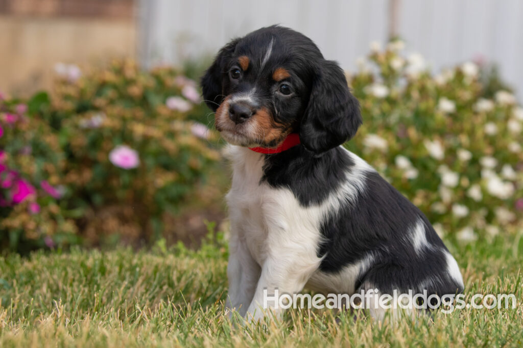 Pictures of adorable French Brittany puppies in front of the flowers