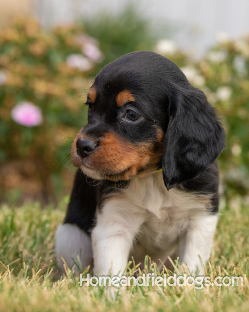 Pictures of adorable French Brittany puppies in front of the flowers