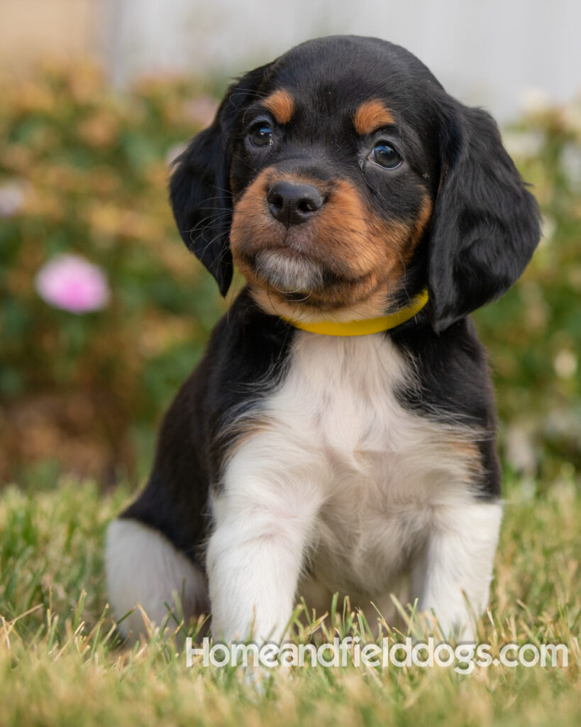 Pictures of adorable French Brittany puppies in front of the flowers