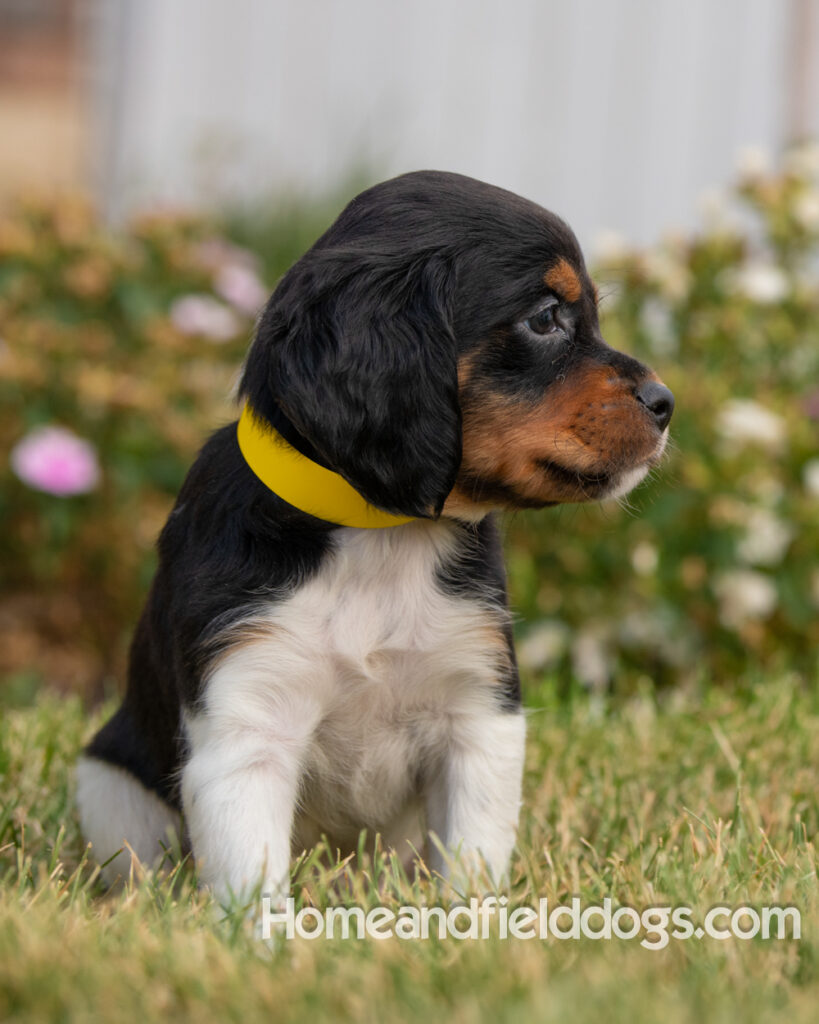 Pictures of adorable French Brittany puppies in front of the flowers