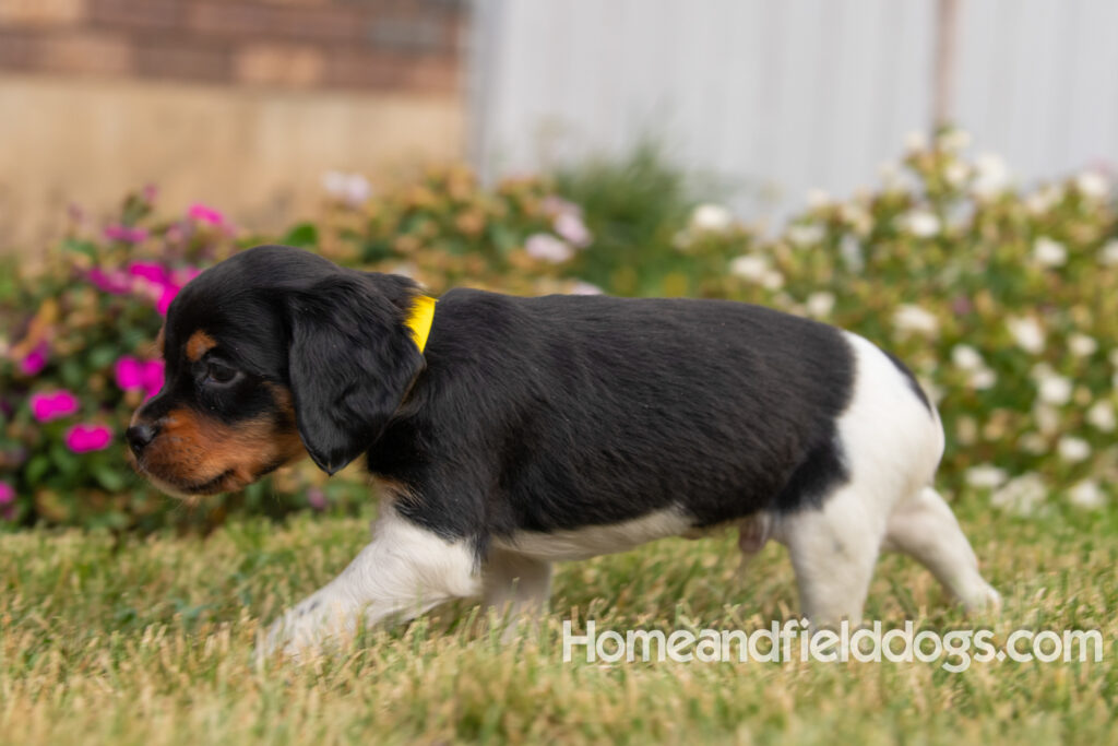 Pictures of adorable French Brittany puppies in front of the flowers