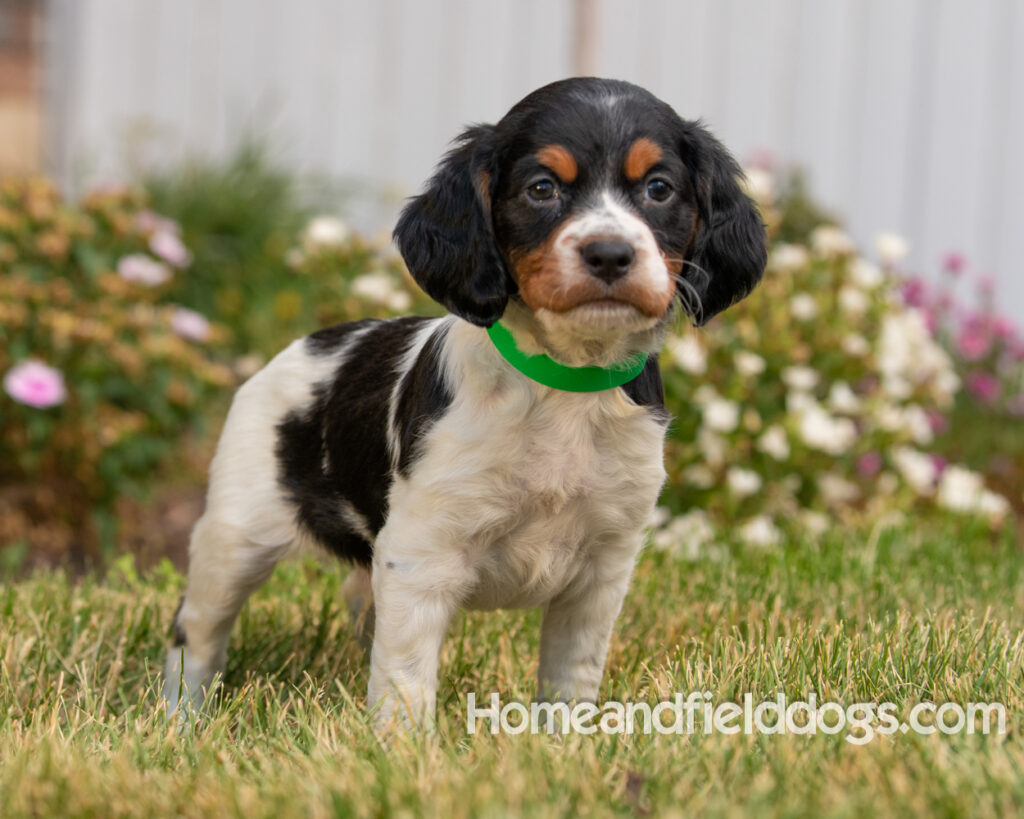 Pictures of adorable French Brittany puppies in front of the flowers