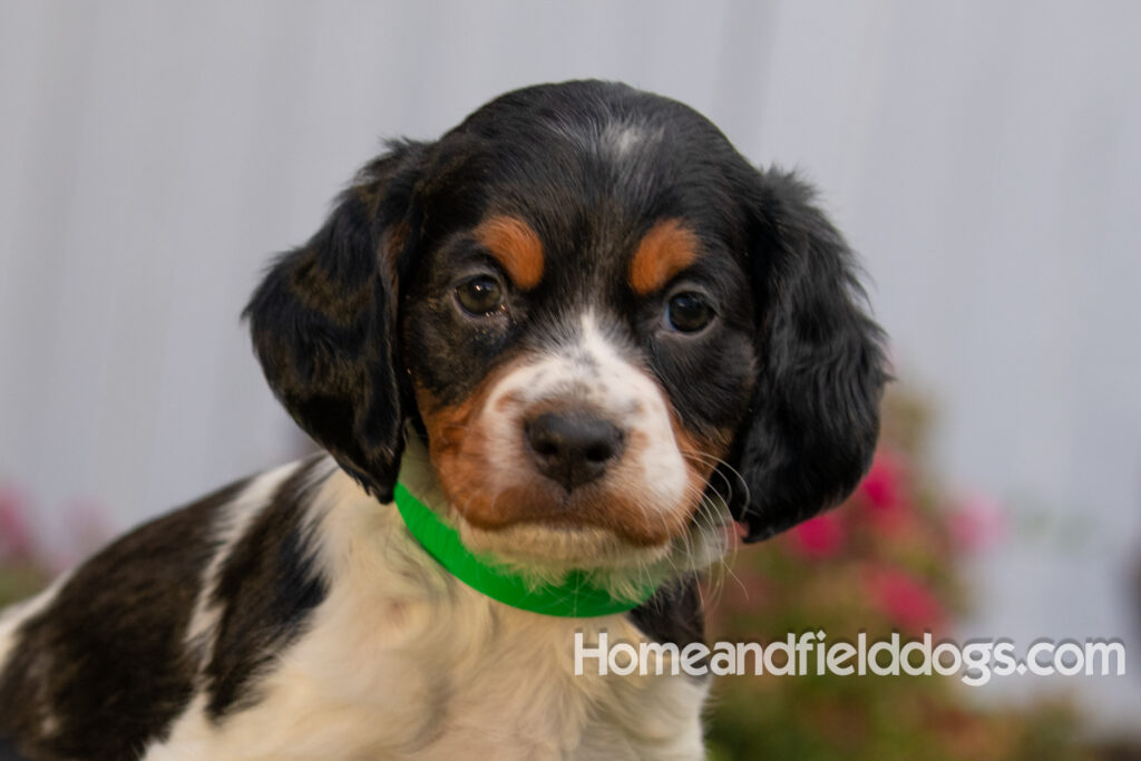 Pictures of adorable French Brittany puppies in front of the flowers