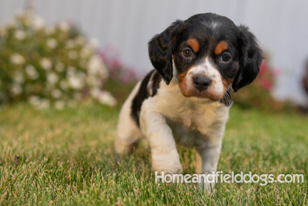 Pictures of adorable French Brittany puppies in front of the flowers